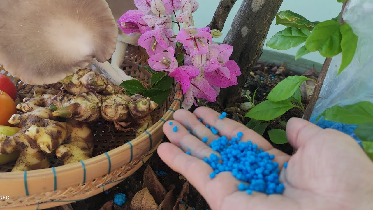 Bón phân cho cây hoa giấy l Giúp cây ra hoa màu sắc tươi hơn